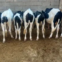 فروش گوساله چاغ|حیوانات مزرعه|کرخه, |دیوار