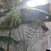 درخت موز ۴ متری و نخل خرما دو متری