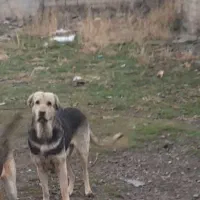 ماده عراقی پژدر وارداتی