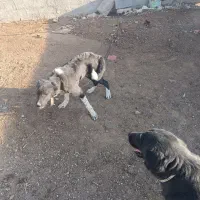 معاوضه سگ|سگ|پیر بکران, |دیوار