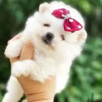 توله پامرانین خرسی|سگ|شیراز, شاپورجان|دیوار