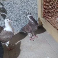 کبوتر طاقی یا پلاس