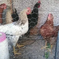 مرغ و خروس محلی