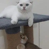 خوشگل پسر