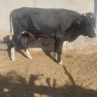 گاو