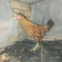 فروش جوجه خروس