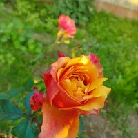 گل مصنوعی وسرورات فعال