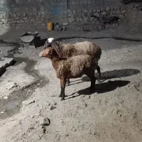 میش بره