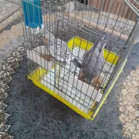 عروسهلندی|پرنده|میانه, |دیوار