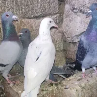 کفتر کبوتر پرنده|پرنده|مرودشت, تخت جمشید|دیوار