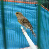 قناری قناری