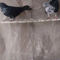 پرشی|پرنده|بم, |دیوار