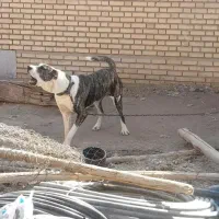 سگ ماده الابای اصیل|سگ|مبارکه, |دیوار