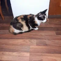 واگذاری گربه