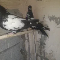 کبوتر|پرنده|میاندوآب, |دیوار