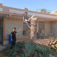 بریدن نخل رایگان هرس نخل قطع نخل سمپاشی نخل