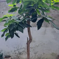 گل سیکاس ودرخت آواکادو|گل و گیاه طبیعی|رشت, حمیدیان|دیوار