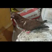 یدونه سوسنی ماده دوتا پلاکی نر قیمت 3تا 700 مفت