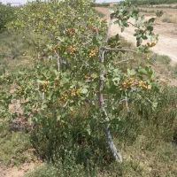 زمین کشاورزی