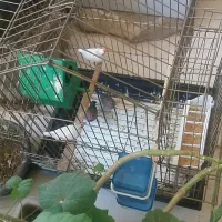 فنچ نر و ماده