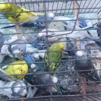 مرغ عشق|پرنده|بوکان, |دیوار