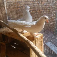 کبوتر|پرنده|بندر ماهشهر, |دیوار