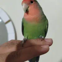 جفت طوطی کوتوله فوق دستی ناز