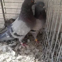 نر ماده سبز پرشی