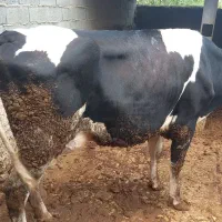 گاو گوساله باهم یک تومن