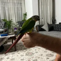 طوطی گیرینچیک دستی|پرنده|اصفهان, کوی ولی عصر|دیوار