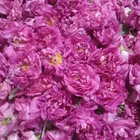گل محمدی