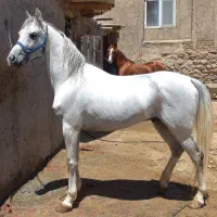 سیلمی عرب و کرد