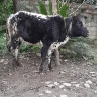 گوساله ماده گاو|حیوانات مزرعه|رشت, کوی مهر|دیوار