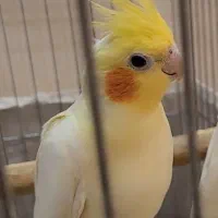 عروس هلندی نر نژاد لوتینو