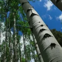 فروش درخت صنوبر