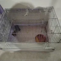 فروش قفس خرگوش یا معاوضه با قفس سهره|لوازم جانبی حیوانات|بومهن, |دیوار