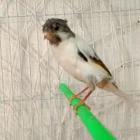 انواع قناری نر و ماده