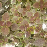 گل های طبیعی با گلدان