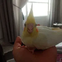 دو عدد عروس هلندی