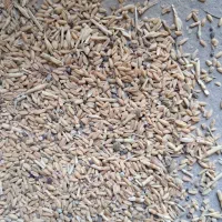 گندم ضعیف درجه یک بدون کاه