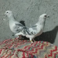 سه جفت کفتر کرمانی المانی