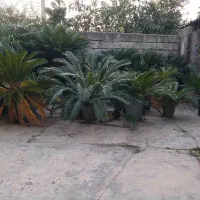 فروش فوری تعدادی سیکاس|گل و گیاه طبیعی|عباسآباد, |دیوار