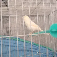 یک جفت قناری نر سوپری