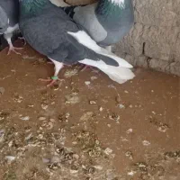 ی جفت شازده