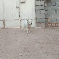 اشپزی روباهی