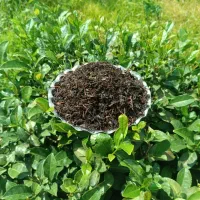 چای لاهیجان(چین اول بهاره)