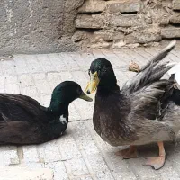مرغابی نر سالم
