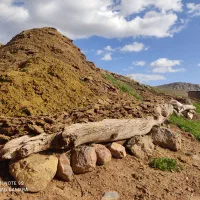 کود حیوانی|خدمات باغبانی و درختکاری|موچش, |دیوار