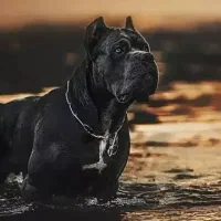 سگ نر کن کورسو خاص