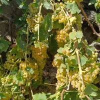 فروش عمده نهال صنوبر یک تا سه ساله|خدمات باغبانی و درختکاری|پارسآباد, |دیوار